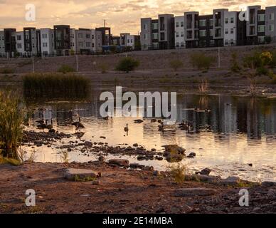 Kanadagänse am Cornerstone Park/Railroad Lake, Henderson, NV. Stockfoto