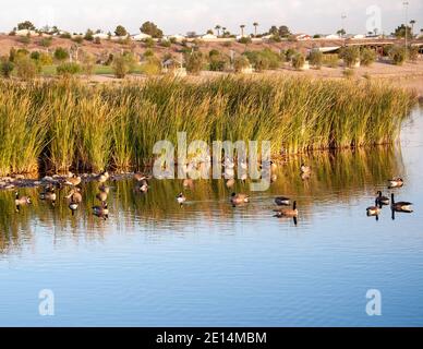 Kanadagänse am Cornerstone Park/Railroad Lake, Henderson, NV. Stockfoto