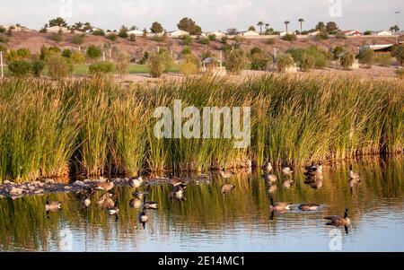 Kanadagänse am Cornerstone Park/Railroad Lake, Henderson, NV. Stockfoto