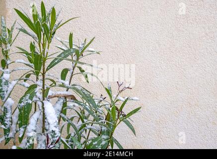 Schnee auf Oleander Blätter an einem Wintertag Stockfoto