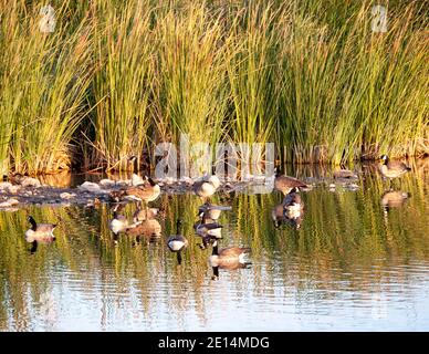 Kanadagänse am Cornerstone Park/Railroad Lake, Henderson, NV. Stockfoto