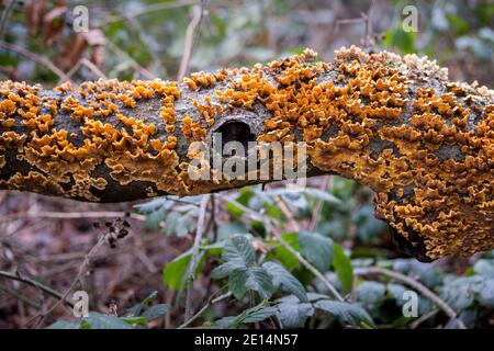 Nahaufnahme von Intrecate gemusterten Pilzen Wachstum auf einem gefallenen Baum in einem englischen Wald, Worcestershire, Großbritannien. Stockfoto
