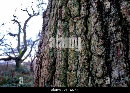 Nahaufnahme der Baumrinde in einem alten Holz mit einem blattlosen Baum im Hintergrund. Stockfoto