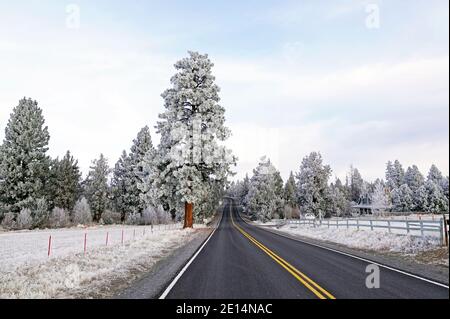 Eine Ponderosa-Kiefer, die mit Eis aus einem eisigen Nebel bedeckt ist, steht an einer Landstraße in der Nähe eines Farmfeldes in Bend, Oregon., Stockfoto