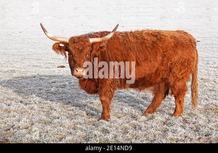 Porträt einer Highland Cow oder Highland Cattle, Bos taurus taurus, in einem frostigen Feld auf einer kleinen Farm in Tumalo, Oregon. Stockfoto