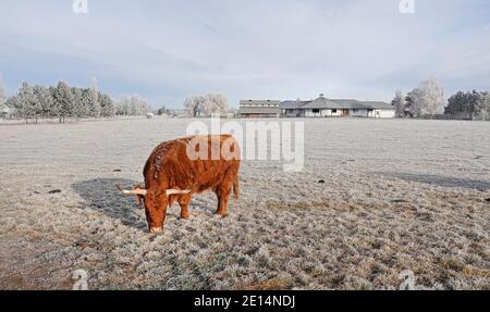 Porträt einer Highland Cow oder Highland Cattle, Bos taurus taurus, in einem frostigen Feld auf einer kleinen Farm in Tumalo, Oregon. Stockfoto