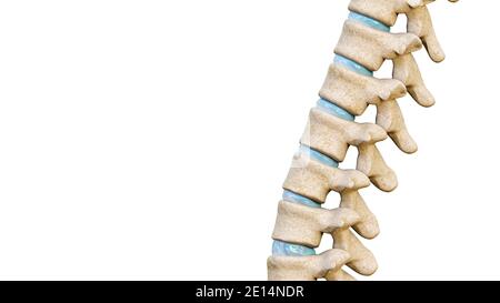 Nahaufnahme von Wirbeln und Bandscheiben einer menschlichen Wirbelsäule oder eines Rückgrats, isoliert auf weißem Hintergrund mit Kopierraum. Medizinisch und anato Stockfoto