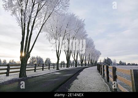 An einem eisigen Dezembermorgen im Zentrum von Oregon säumen Weidenbäume eine mit Frost bedeckte Landstraße. Stockfoto