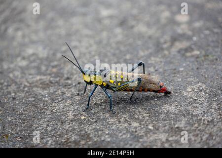 Aularches Grasshopper (Aularches miliaris) Stockfoto