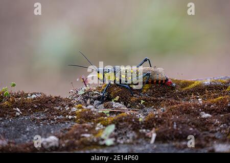 Aularches Grasshopper (Aularches miliaris) Stockfoto