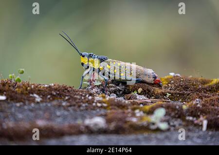 Aularches Grasshopper (Aularches miliaris) Stockfoto