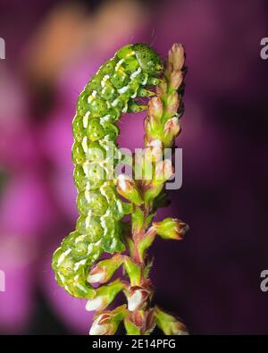 Schöne Gelbe Unterflügelmottenraupe (Anarta myrtilli) kriechend auf Heidekraut. Tipperary, Irland Stockfoto