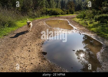 Ein goldener Halbbrüter, der an einem sonnigen Wintertag auf einem Waldweg unterwegs ist und dabei die Pfützen vermeidet. Stockfoto