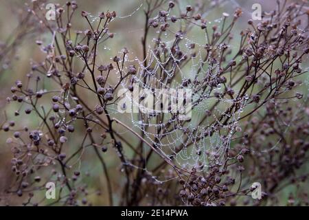 Tautropfen hängen wie Juwelen an einem frostigen, nebligen Morgen auf dem Spinnennetz Stockfoto