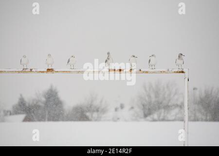 Möwen in einer Reihe auf Fußball-Tor Querbalken in der Schnee mit schneebedeckten Häusern in der Ferne Stockfoto