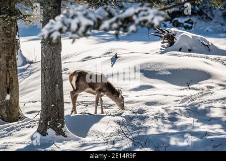 Parc Omega, Kanada, 2. Januar 2021 - Roaming Elch im Schneehalde im Omega Park im Winter Stockfoto