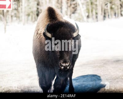 Parc Omega, Kanada, 2. Januar 2021 - die Bisons, die im Schneerwald im Omega Park in Kanada unterwegs sind Stockfoto