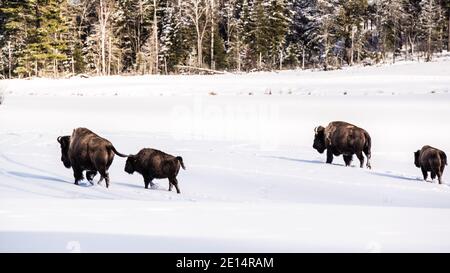 Parc Omega, Kanada, 2. Januar 2021 - die Bisons, die im Schneerwald im Omega Park in Kanada unterwegs sind Stockfoto