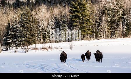 Parc Omega, Kanada, 2. Januar 2021 - die Bisons, die im Schneerwald im Omega Park in Kanada unterwegs sind Stockfoto