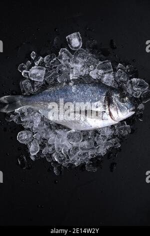 Roh frisch Bio dorado oder Seebrasse auf Eiswürfeln auf schwarzem Schiefer, Stein oder Beton Hintergrund Stockfoto