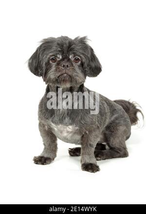 Studioaufnahme des Shih-Tzu-Hundes auf weißem Hintergrund Stockfoto