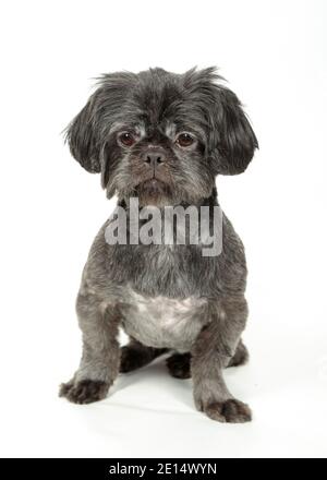 Studioaufnahme des Shih-Tzu-Hundes auf weißem Hintergrund Stockfoto