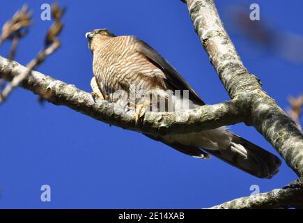 Sparrowhawk (Accipiter nisus) Weibchen in einem Baum in Kent, Großbritannien. Stockfoto