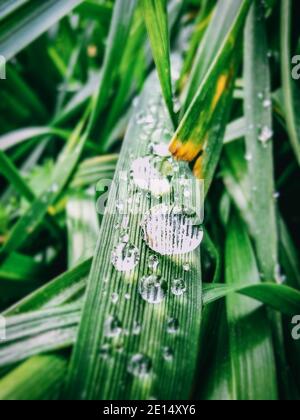 Pflanzen mit Frischwassertropfen im Garten an einem regnerischen Morgen auf dem Land. Nachhaltiger Lebensstil für eine bessere Zukunft. Schöne Natur frischen Hintergrund Stockfoto