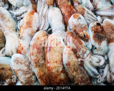 Tintenfisch in offenen seamarket, Napoli Stockfoto