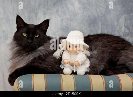 Schwarz rauchfarben Norwegische Waldkatze Männchen sitzt auf einem Stuhl mit einer weißen Puppe Stockfoto