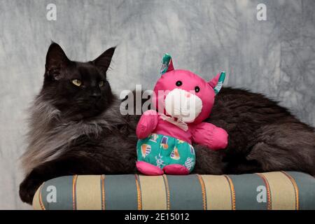 Schwarz rauchfarben Norwegische Waldkatze Männchen sitzt auf einem Stuhl mit einer lila und grünen Puppe Stockfoto