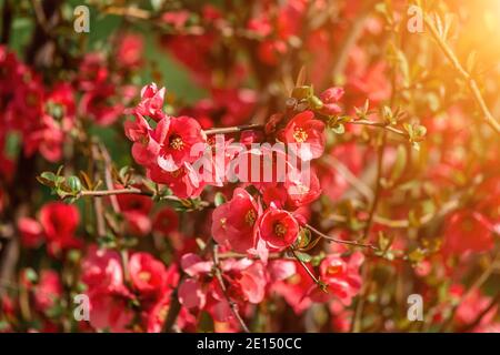 Rote japanische Quitte oder Maule-Quitte blüht im Frühling, wissenschaftlicher Name - Chaenomeles japonica. Stockfoto
