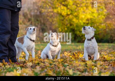 Bild von einem Mann mit drei Parson Russell Terrier im Freien Im Herbst Stockfoto