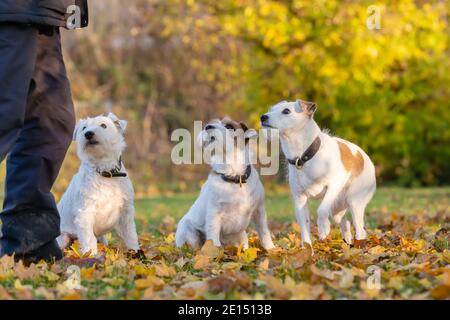 Bild von einem Mann mit drei Parson Russell Terrier im Freien Im Herbst Stockfoto