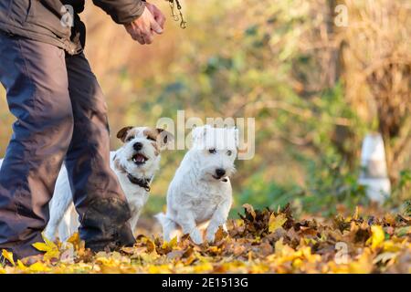 Bild von einem Mann mit zwei Parson Russell Terrier im Freien Im Herbst Stockfoto