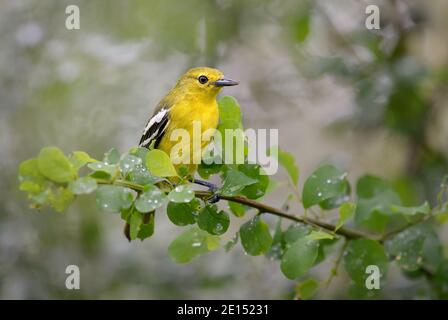 Gewöhnlicher IORA - Aegithina tiphia, schöner farbiger Barschvogel aus asiatischen Wäldern und Wäldern, Sri Lanka. Stockfoto