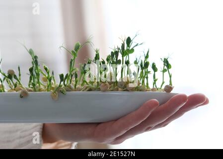 Gekeimtes Erbsen-Mikrokraut. Tag Der Erde. Saatgut Keimung zu Hause. Leerzeichen für Text. Konzept Vegane und gesunde Ernährung. Wachsende Sprossen. Stockfoto