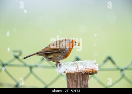 Ein Robin ernährt sich von Mehlwürmern aus einem provisorischen Futterhäuschen, das an einem Zaunpfosten befestigt ist. Rose Cottage Garden, Gloucestershire. VEREINIGTES KÖNIGREICH Stockfoto