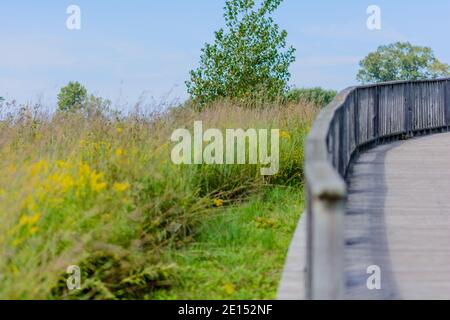 Holzsteg, der sich an einem hellen Sommertag durch hohes Gras und wilde Vegetation in einem natürlichen Feuchtgebiet oder Park schlängelt Stockfoto