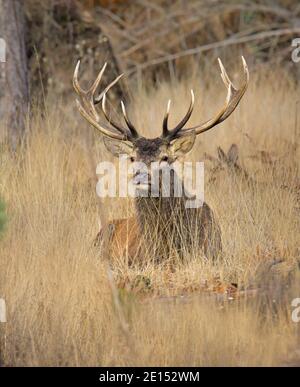 Alter Rüde Rothirsch Hirsch, Cervus elaphus, mit Antlers sitzen unter dem Toten Gras Blick auf die Kamera. Wir nahmen New Forest UK Stockfoto