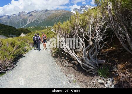 Mount Cook Neuseeland - Februar 16 2015; Touristen wandern auf dem Hooker Valley Track entlang einer Schotterpiste zwischen alpinen Pinien Stockfoto