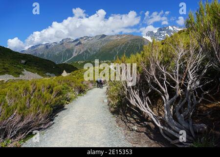 Mount Cook Neuseeland - Februar 16 2015; Touristen wandern auf dem Hooker Valley Track entlang einer Schotterpiste zwischen alpinen Pinien Stockfoto