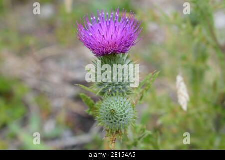 Purple Thistle Flower wächst auf der Isle of Portland, Dorset Stockfoto