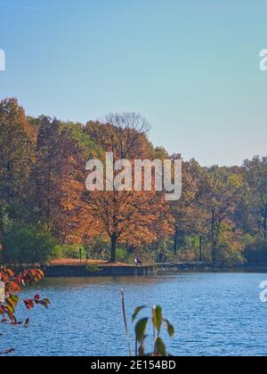 Herbst Ahornbaum mit Orangenblättern halb voll auf Wald Preserve Lake mit Menschen zu Fuß den Weg und sitzen auf Bänke am Herbsttag Stockfoto