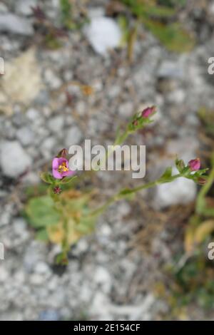 Kleiner Centaury, nur wenige Zentimeter groß, wächst in einem Steinbruch auf der Isle of Portland, Dorset Stockfoto