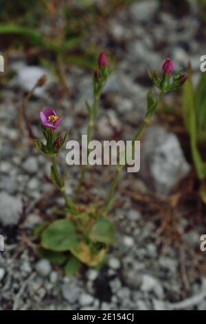 Kleiner Centaury, nur wenige Zentimeter groß, wächst in einem Steinbruch auf der Isle of Portland, Dorset Stockfoto