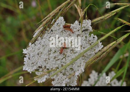 Gemeine rote Soldaten paaren sich auf der Wild Carrot Flower auf der Isle of Portland, Dorset Stockfoto