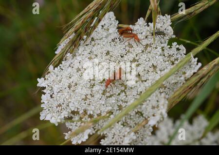 Gemeine rote Soldaten paaren sich auf der Wild Carrot Flower auf der Isle of Portland, Dorset Stockfoto