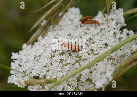 Gemeine rote Soldaten paaren sich auf der Wild Carrot Flower auf der Isle of Portland, Dorset Stockfoto