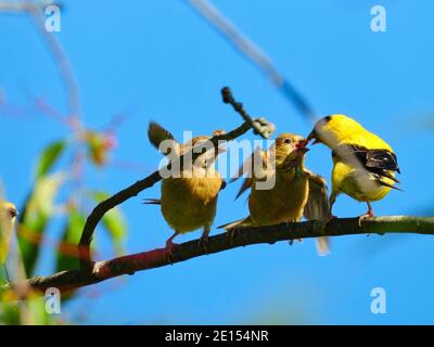 Goldfinch Bird Feeds Babies: Ein Vater amerikanischer Goldfinkenvogel füttert ein hungriges Finkenbaby, während der andere anschaut und entscheidet, was zu tun ist Stockfoto